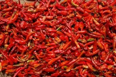 Graines de Bhut Jolokia