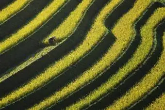 مزرعة شرفة حقل الأرز