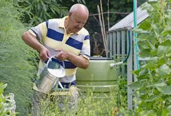 Người đàn ông tưới vườn rau từ thùng mưa