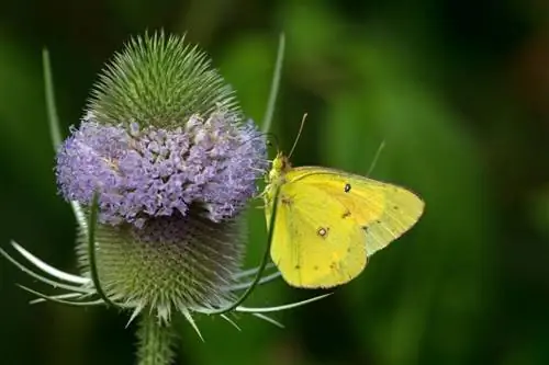 Teasel Plant Identification and Control Methods