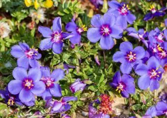 Pimpernel Biru