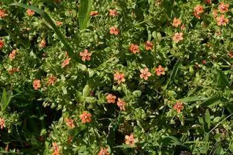 Pimpernel écarlate