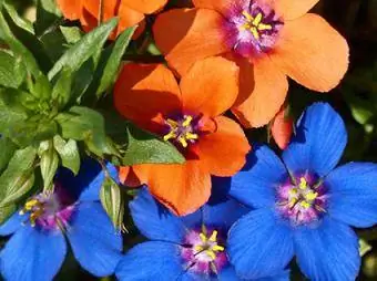 Pimpernel blau i escarlata