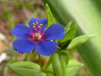 Blue Pimpernel