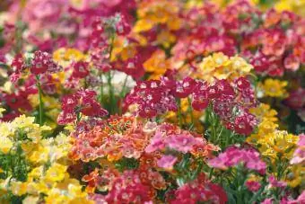 Fleurs Nemesia de couleur arc-en-ciel