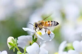 پرواز زنبور عسل به سمت گل سفید نمزیا