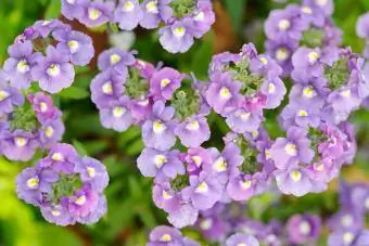 Mga bulaklak ng Lilac Nemesia