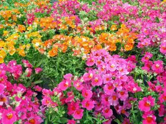 نمسیا - گل های تابستانی رنگارنگ