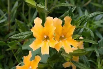 Mimulus auranticus