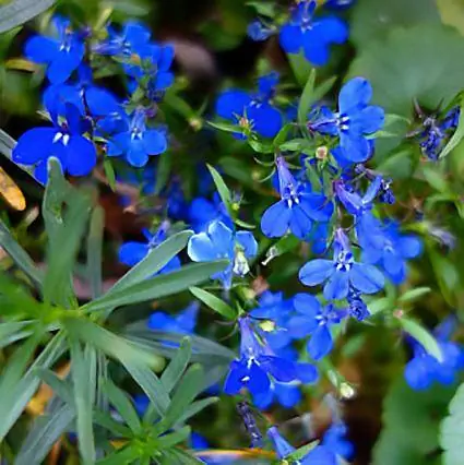 Hoe om Lobelia in jou tuin te kweek