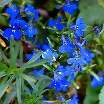 Lobelia