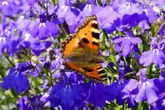 lobelia tahunan ungu