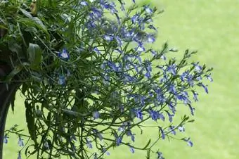 lobelia în cascadă din jardinieră