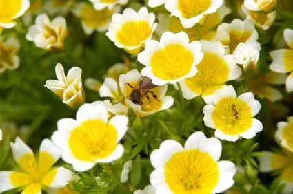 Limnanthes: Meadowfoam Facts, Uses and Growing Tips