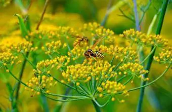 vespes pol·linitzant flor de fonoll