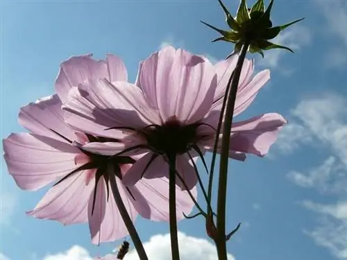 Guia de jardinagem de flores do Cosmos