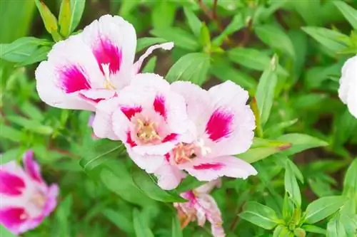 Comment faire pousser des fleurs sauvages de Clarkia