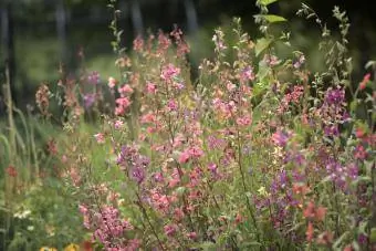 Clarkia elegans в пълен разцвет