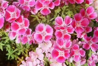 Flores rosadas de Clarkia