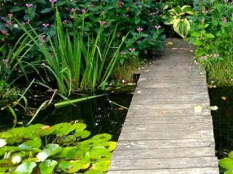 lelies in watertuin