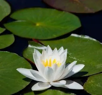 water lily cultivar