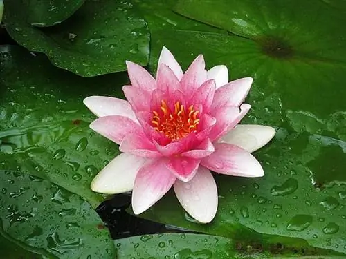 Paano Magtanim ng Water Lilies sa Bahay