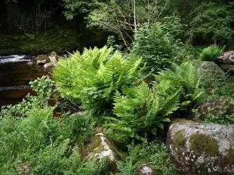 Royal fern