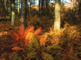 cinnamon ferns