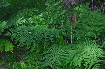 Osmunda Regalis