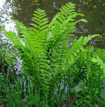 Osmunda claytoniana