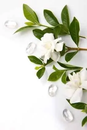 gardenia spray