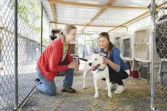 Voluntário em abrigo de animais