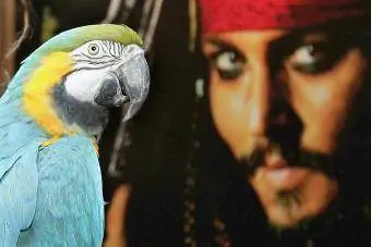 Piratas del Caribe