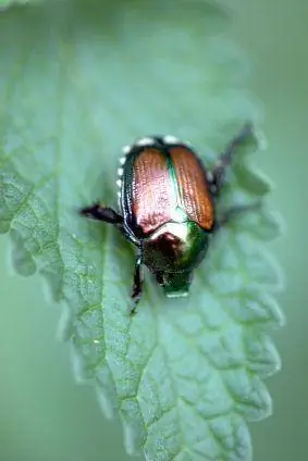 Poudre pour bébé pour contrôler les scarabées japonais