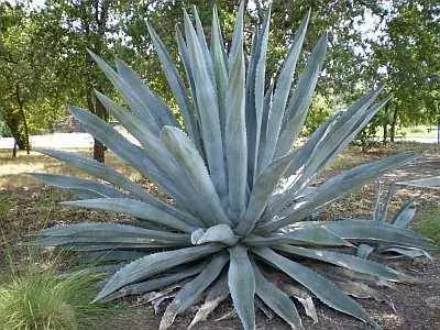 Zilās agaves augi