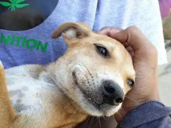 Bezpański pies lubi być trzymany przez wolontariusza ratunkowego