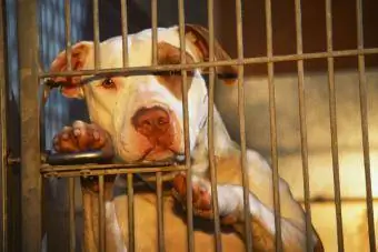 Pitbull în cușcă la adăpostul de animale