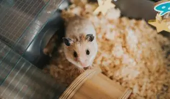 Hamster di dalam sangkar