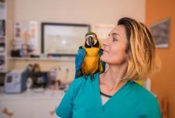 Veterinario donna con pappagallo sulla spalla