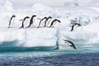 Adeliepinguine springen von schwimmenden Eisbergen