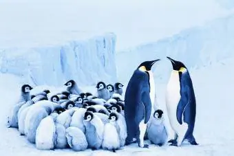 Dva tučňáci císařští vedle skupiny kuřat schoulených k sobě