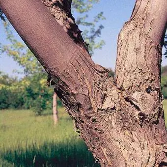 Silver Maple Trunk