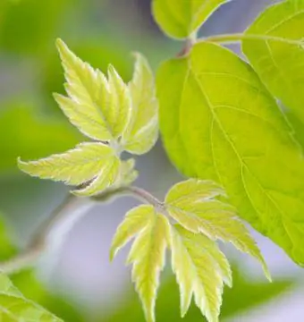 Box Elder Leaf