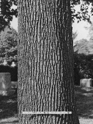 Norway Maple Trunk