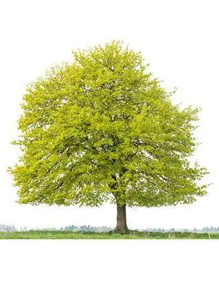 Spitzahornbaum