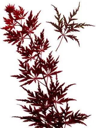 Branche d'érable japonaise avec feuilles