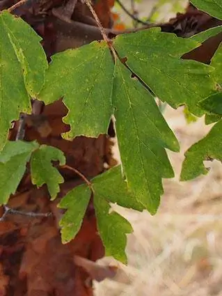 Paperbark nplooj