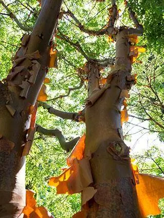 Batang maple kulit kayu
