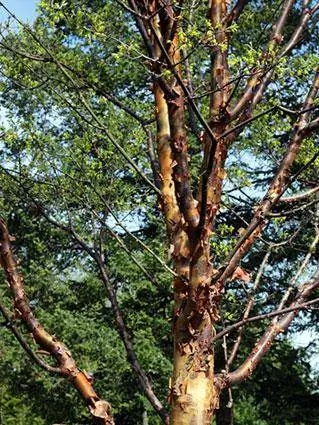 Paperbark maple tree