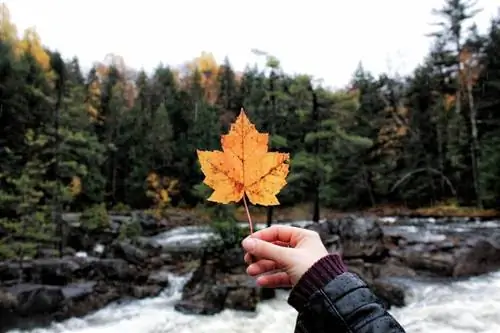 Paano Tukuyin ang Mga Variety ng Maple Tree